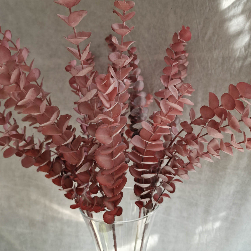 Dirbtinis eukaliptas Rosea