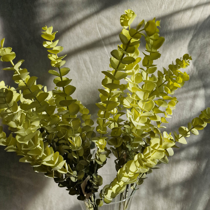 Dirbtinis eukaliptas Lime
