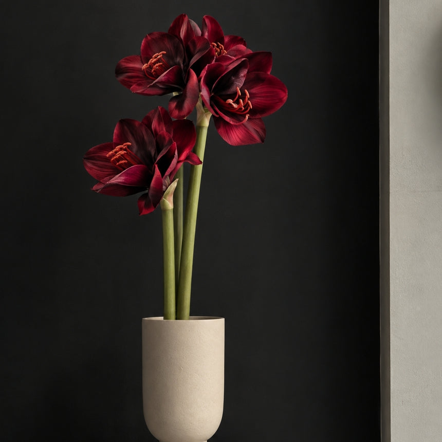 Burgundinės spalvos amarilis 65 cm