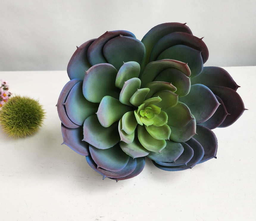 Dirbtinis sukulentas Echeveria