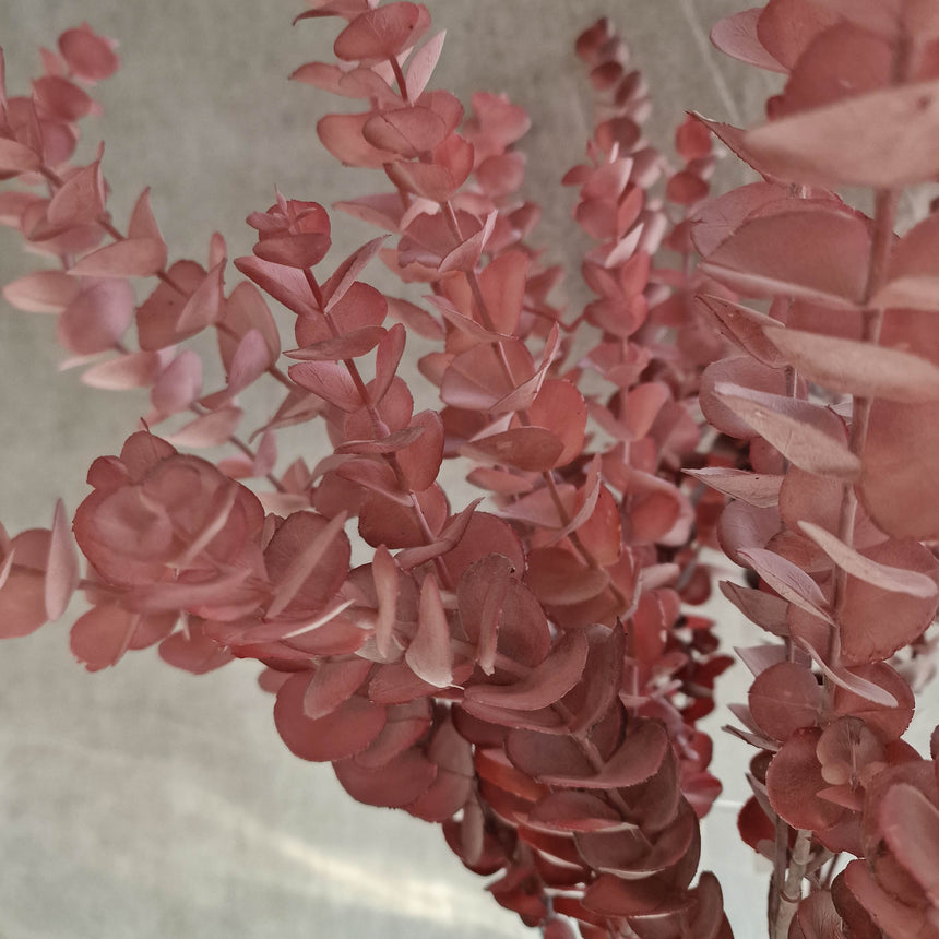 Dirbtinis eukaliptas Rosea