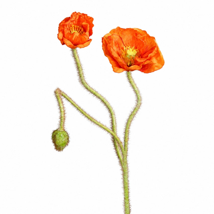 Dirbtinė aguonos šaka oranžiniais žiedais I80 cm
