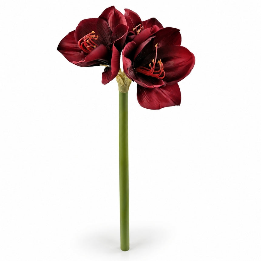 Burgundinės spalvos amarilis 65 cm