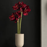 Burgundinės spalvos amarilis 65 cm