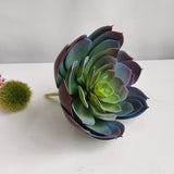 Dirbtinis sukulentas Echeveria