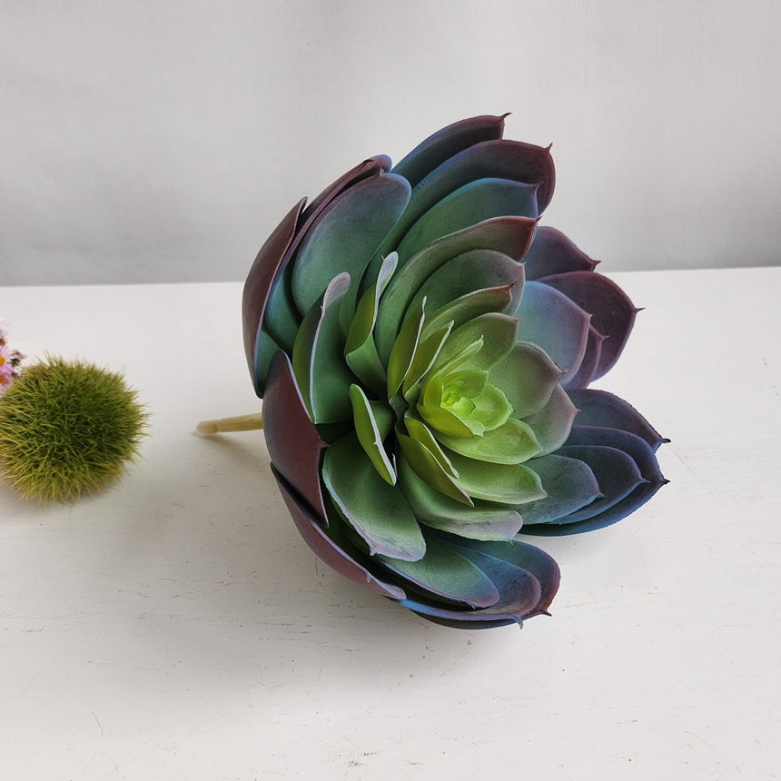 Dirbtinis sukulentas Echeveria
