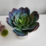 Dirbtinis sukulentas Echeveria