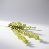 Dirbtinis eukaliptas Lime