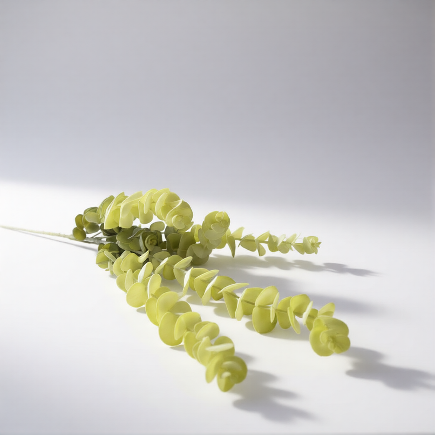 Dirbtinis eukaliptas Lime