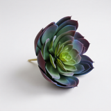 Dirbtinis sukulentas Echeveria