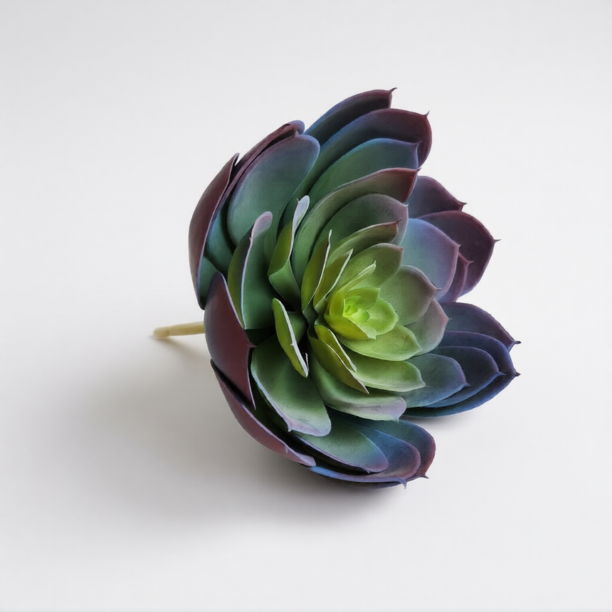 Dirbtinis sukulentas Echeveria